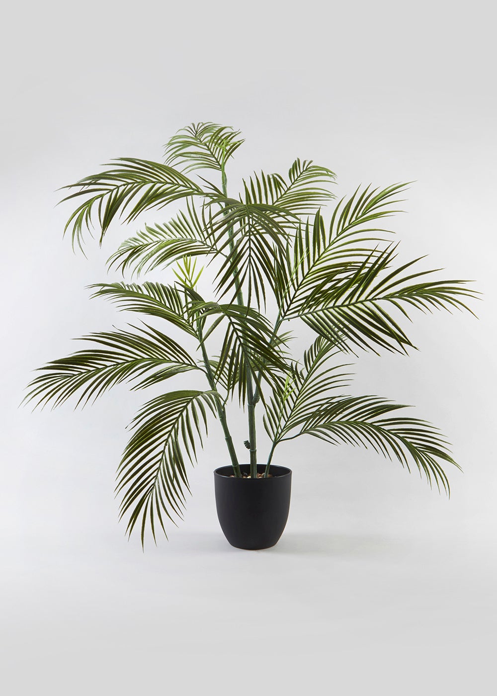 FERN TREE M694718