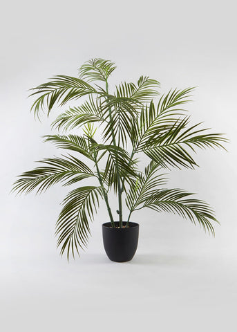 FERN TREE M694718