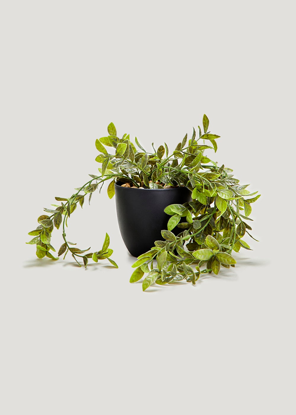 Trailing Plant in Black Pot (10.5cm) M697320