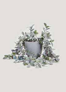 Trailing Plant in Grey Pot (10.5cm) M697321