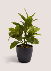 Plant in Black Pot M698124