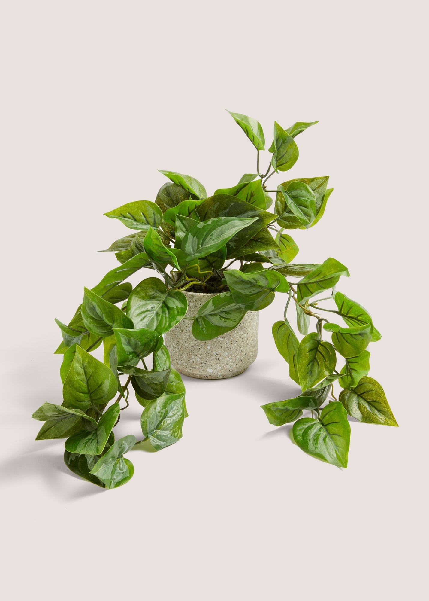 Trailing Plant in Speck Pot (24cm x 13cm x 13cm) Green M698132