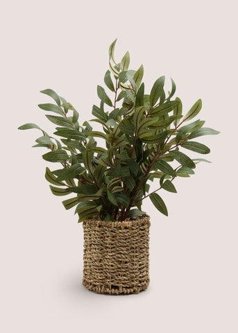 Olive Tree in Woven Pot (20cmx20cmx45cm) Green M698612