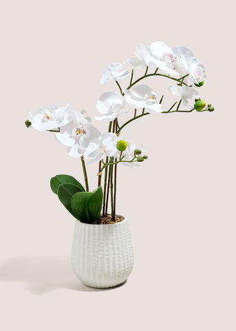 White Orchid In Ribbed Pot M698739