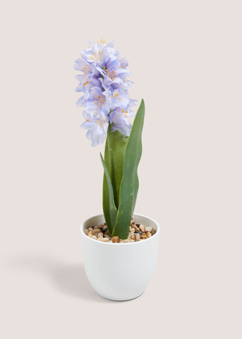 Blue Hyacinth In Plastic Pot M698991