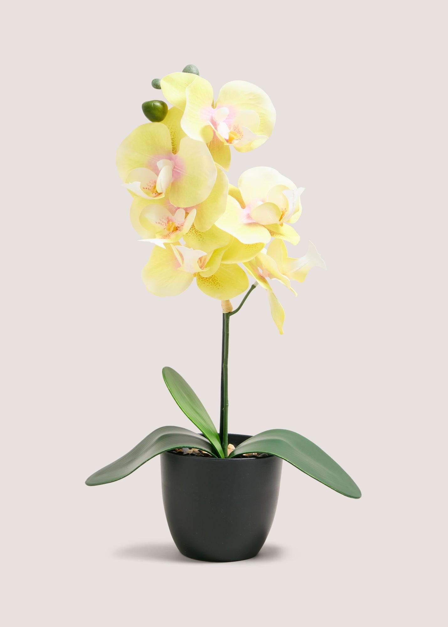 YELLOW  ORCHID PLASTIC POT M699034