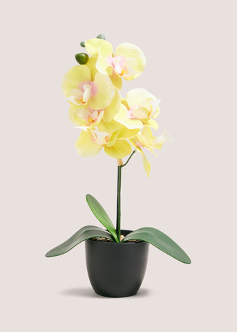 YELLOW  ORCHID PLASTIC POT M699034