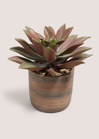 VOYAGER SUCCULENT PLANT M699037