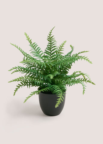 ENTRY FERN PLASTIC POT M699053