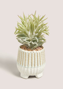 SUCCULENT IN FOOTED POT M699056