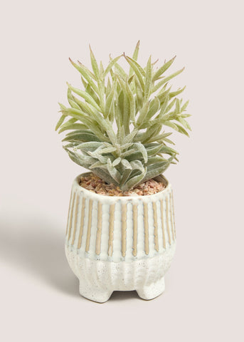SUCCULENT IN FOOTED POT M699056
