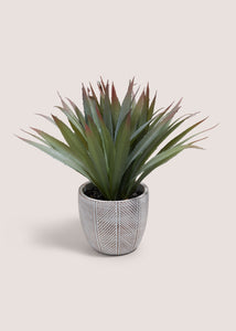 CABANA RED TIP PLANT M699059
