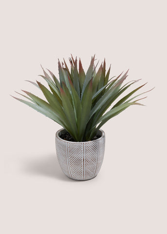 CABANA RED TIP PLANT M699059