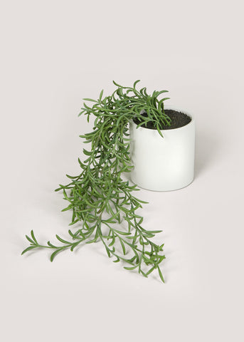 Trailing Plant in White Pot (12cm x 10cm) M697749