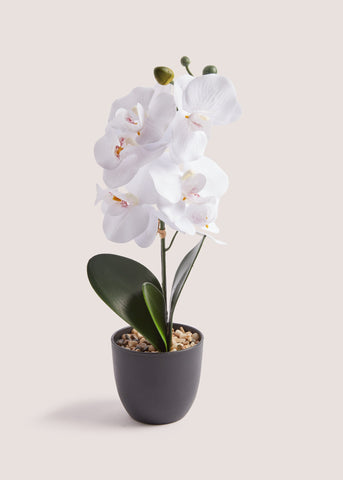 Mini Orchid Plastic Pot (38cm) White M698025