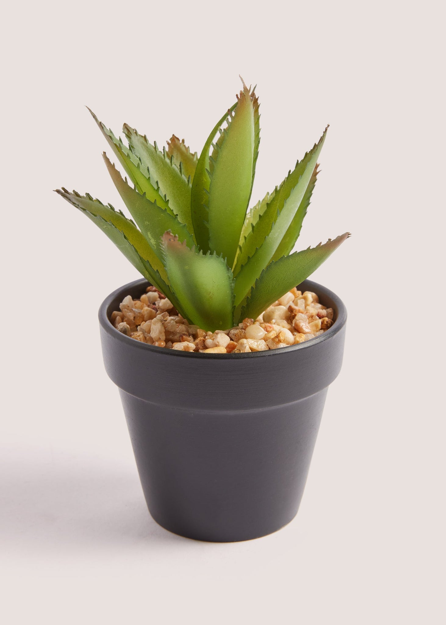 Succulent in Pot (12cm) M698026