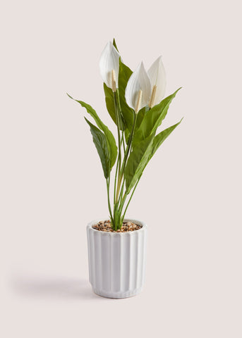 Peace Lily Ribbed Pot (62cm) White M698029