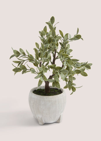 Bonsai Tree in White Pot (33cm x 21cm x 27cm) M698137